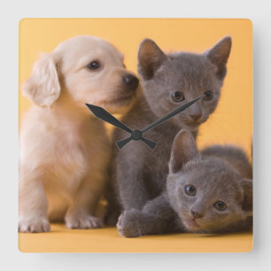 Puppies met Russische blauwe kittens en dachshund Vierkante Klok