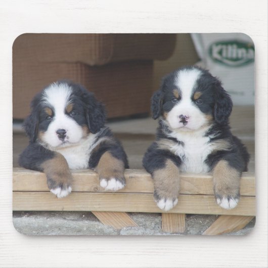 Puppies muizenmat van Bernese Mountain Muismat (Voorkant)
