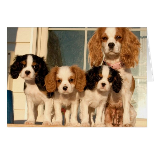 Puppies op de Porch (Voorkant Horizontaal)