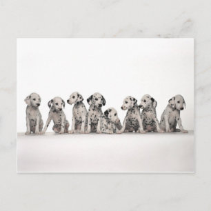 puppies puppies honden honden met een schattige da briefkaart
