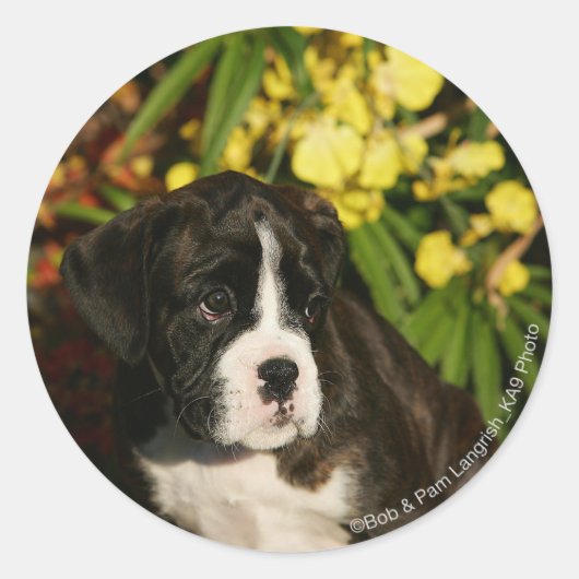 Puppies Ronde Sticker (Voorkant)