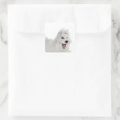 Puppies Schattigee Maltese hond Vierkante Sticker (Tas)