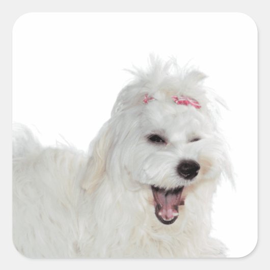 Puppies Schattigee Maltese hond Vierkante Sticker (Voorkant)