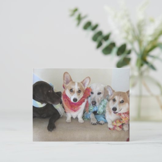 Puppies, sjerpen en hoofddoeken, vers briefkaart (Staand voorkant)