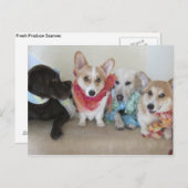 Puppies, sjerpen en hoofddoeken, vers briefkaart (Voorkant / Achterkant)