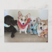 Puppies, sjerpen en hoofddoeken, vers briefkaart (Voorkant)