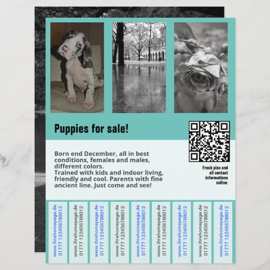 puppies te koop flyer sjabloon QR code (Voorkant / Achterkant)