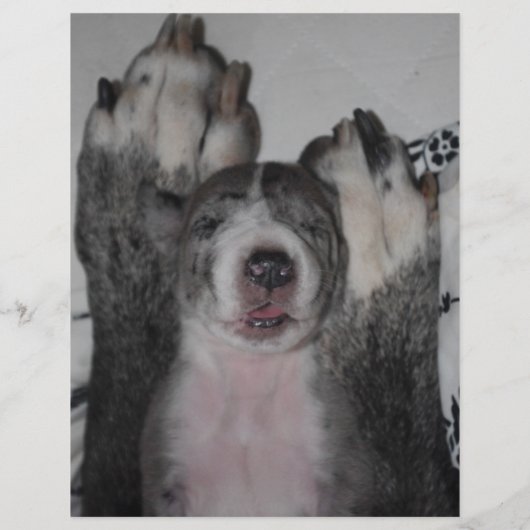 puppies te koop flyer sjabloon QR code (Achterkant)