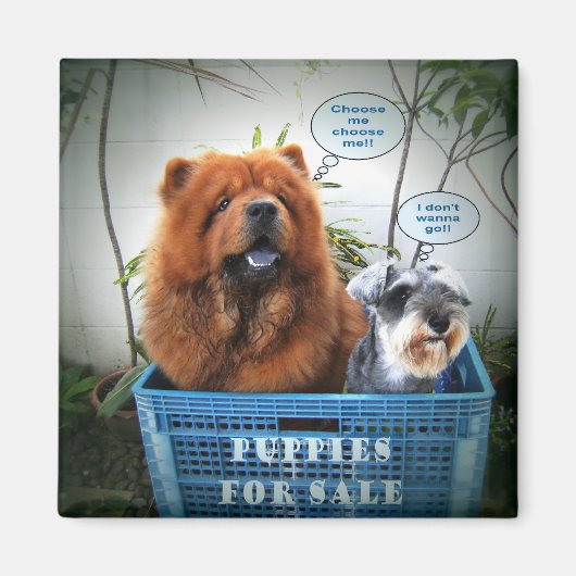 Puppies te koop magneet (Voorkant)