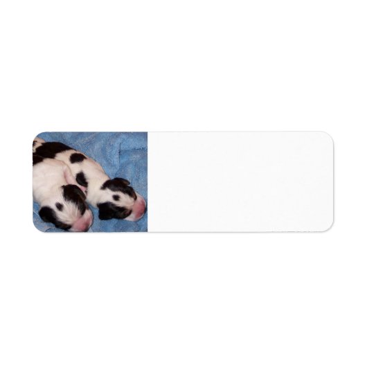 Puppies van beagle etiket (Voorkant)