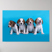 Puppies van beagle poster (Voorkant)