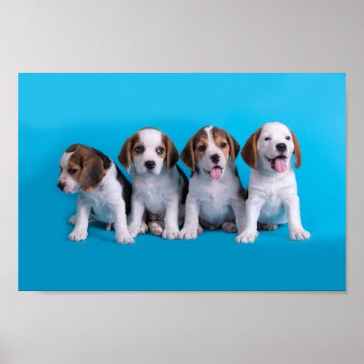 Puppies van beagle poster (Voorkant)