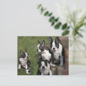 Puppies van Boston Terrier Briefkaart (Staand voorkant)