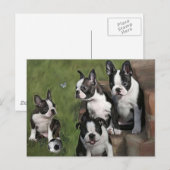 Puppies van Boston Terrier Briefkaart (Voorkant / Achterkant)
