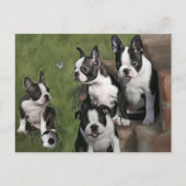 Puppies van Boston Terrier Briefkaart (Voorkant)