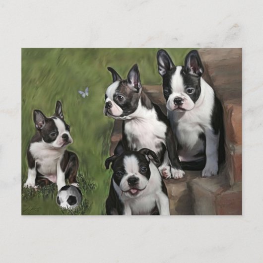 Puppies van Boston Terrier Briefkaart (Voorkant)