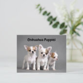 Puppies van Chihuahua Posing voor foto Briefkaart (Staand voorkant)