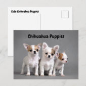 Puppies van Chihuahua Posing voor foto Briefkaart (Voorkant / Achterkant)