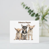 Puppies van Chihuahua Posing voor foto Briefkaart (Staand voorkant)