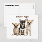Puppies van Chihuahua Posing voor foto Briefkaart (Voorkant / Achterkant)