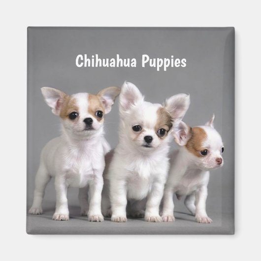 Puppies van Chihuahua Posing voor foto Magneet (Voorkant)
