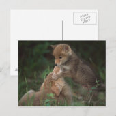 Puppies van Coyote (Canis Latrans) Briefkaart (Voorkant / Achterkant)