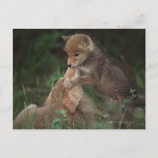 Puppies van Coyote (Canis Latrans) Briefkaart (Voorkant)
