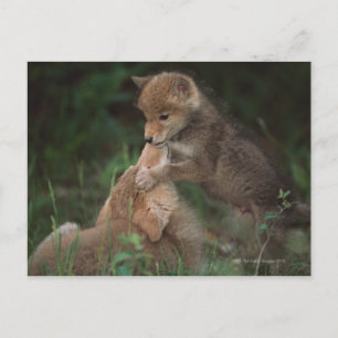Puppies van Coyote (Canis Latrans) Briefkaart