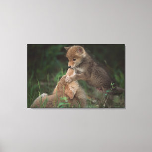 Puppies van Coyote (Canis Latrans) Canvas Afdruk
