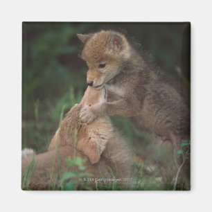Puppies van Coyote (Canis Latrans) Magneet