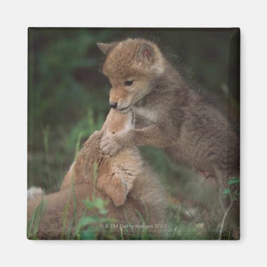 Puppies van Coyote (Canis Latrans) Magneet (Voorkant)