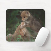 Puppies van Coyote (Canis Latrans) Muismat (Met muis)