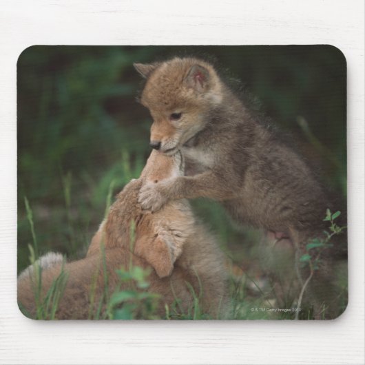 Puppies van Coyote (Canis Latrans) Muismat (Voorkant)