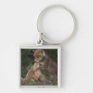 Puppies van Coyote (Canis Latrans) Sleutelhanger