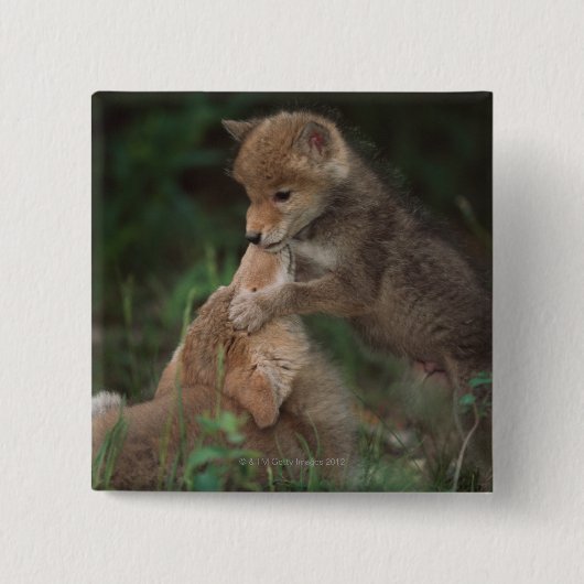 Puppies van Coyote (Canis Latrans) Vierkante Button 5,1 Cm (Voorkant)