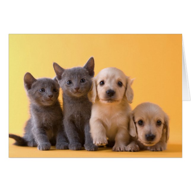 Puppies van de Russische blauw Kittens en Dachshun (Voorkant Horizontaal)