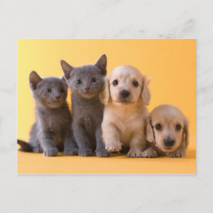 Puppies van de Russische blauw Kittens en Dachshun Briefkaart