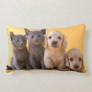 Puppies van de Russische blauw Kittens en Dachshun Kussen