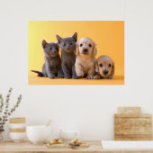 Puppies van de Russische blauw Kittens en Dachshun Poster (Keuken)