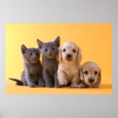 Puppies van de Russische blauw Kittens en Dachshun Poster (Voorkant)