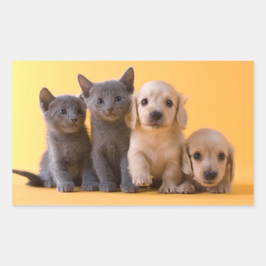 Puppies van de Russische blauw Kittens en Dachshun Rechthoekige Sticker (Voorkant)