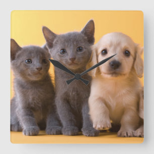 Puppies van de Russische blauw Kittens en Dachshun Vierkante Klok