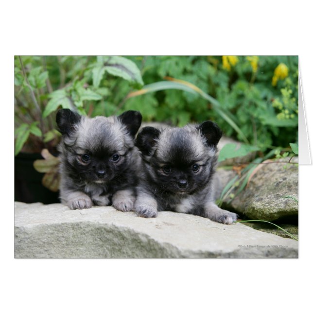 Puppies van Long Hazard Chihuahua (Voorkant Horizontaal)