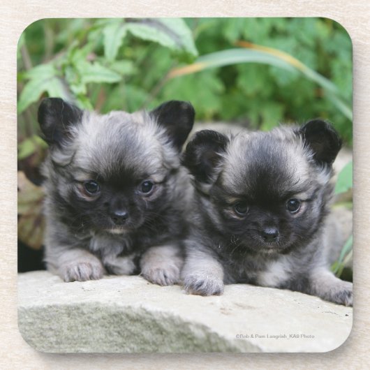 Puppies van Long Hazard Chihuahua Bier Onderzetter (Voorkant)