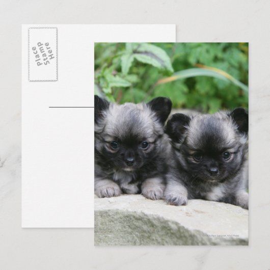 Puppies van Long Hazard Chihuahua Briefkaart (Voorkant / Achterkant)