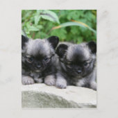 Puppies van Long Hazard Chihuahua Briefkaart (Voorkant)