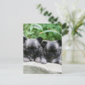 Puppies van Long Hazard Chihuahua Briefkaart (Staand voorkant)
