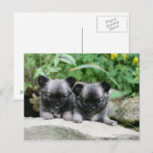 Puppies van Long Hazard Chihuahua Briefkaart (Voorkant / Achterkant)