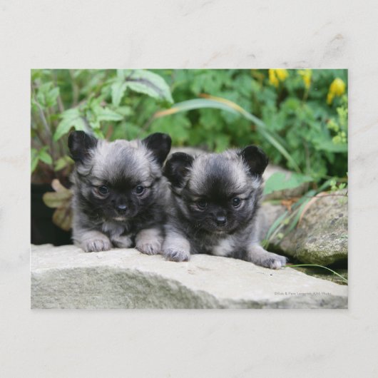 Puppies van Long Hazard Chihuahua Briefkaart (Voorkant)