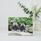 Puppies van Long Hazard Chihuahua Briefkaart (Staand voorkant)